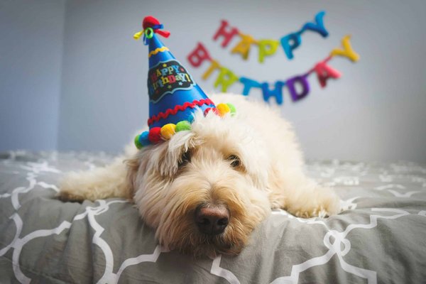 Creative ways to celebrate your pet's birthday