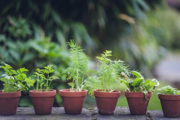 Creating an indoor herb garden: fresh flavors at your fingertips